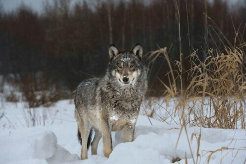 I lupi nella regione di Chernobyl, radioattiva, corrono tra case abbandonate con inverni freddi e neve profonda