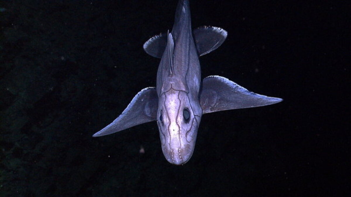 Nuova specie di “squalo fantasma”  trovata al largo della Thailandia