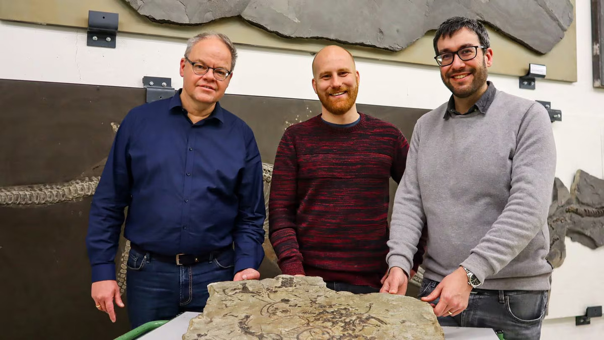 Trovato fossile del rettile marino dal collo lungo più antico al mondo