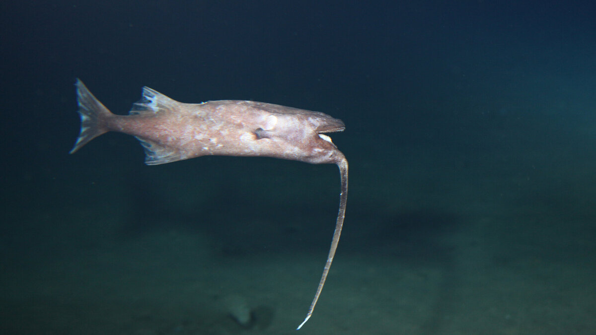 Scoperto un pesce che trascorre tutta la vita nuotando a testa in giù
