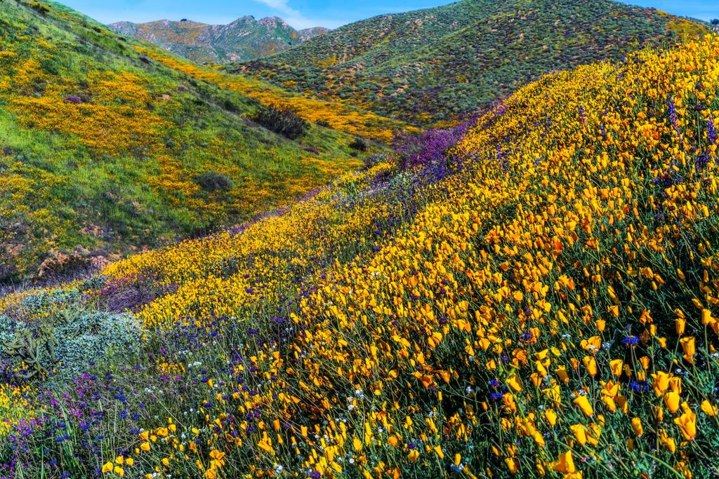 Superbloom al Walker Canyon della California