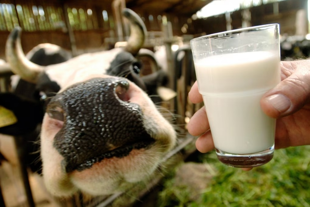 Creata la prima mucca in grado di produrre latte con insulina umana
