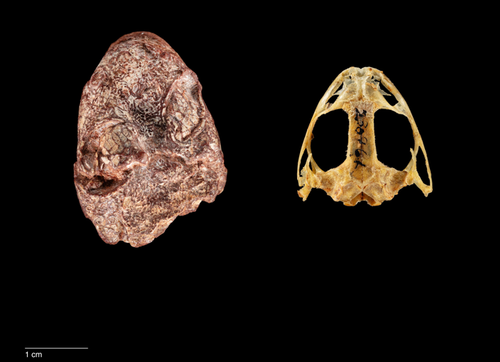 Il fossile Kermitops confrontato con il cranio di una rana moderna. L'orecchio di Kermit è in basso. Come le rane moderne è coperto da un timpano esterno. Scaglie ossee all'interno della palpebra che avrebbero protetto l'occhio sono visibili a metà a destra.