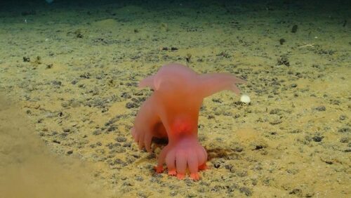 ‘Barbie pig’ e ‘Unicumber’: le incredibili nuove specie scoperte nelle profondità del Pacifico