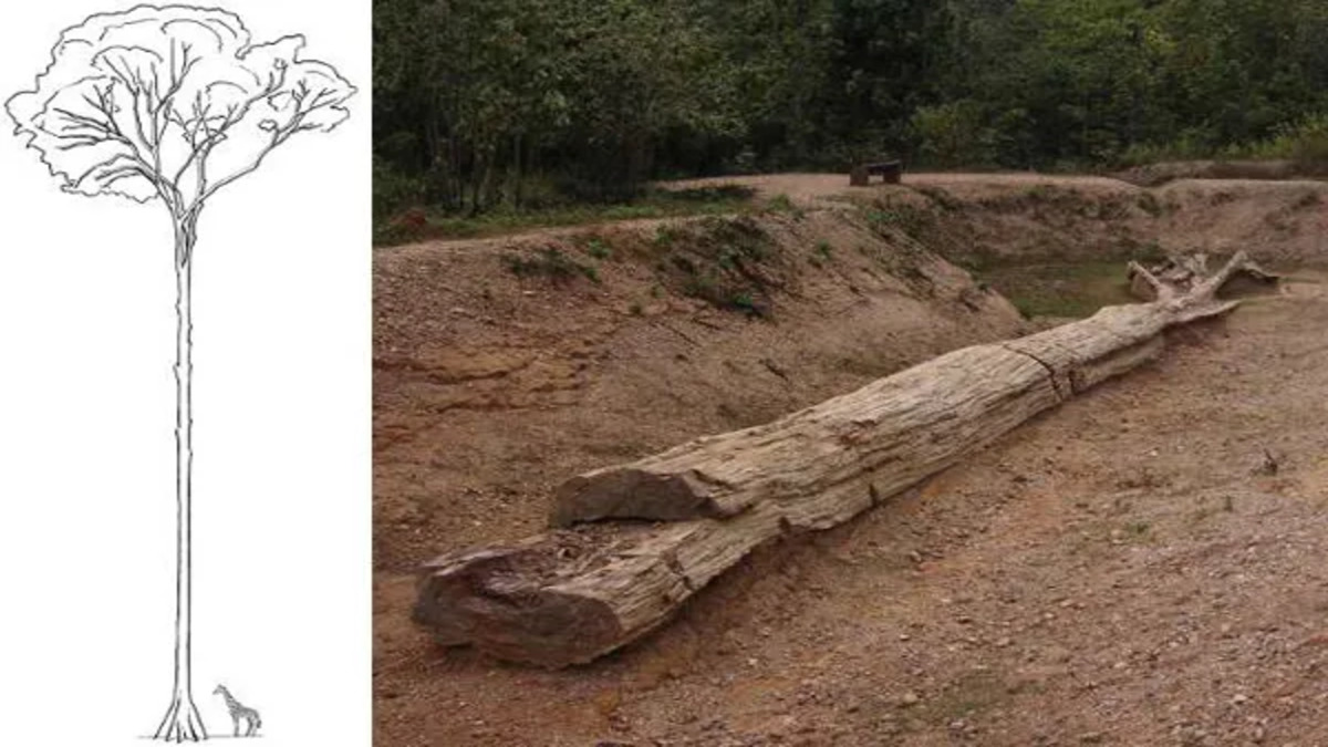 Fossili di antichi alberi giganti trovati in Thailandia