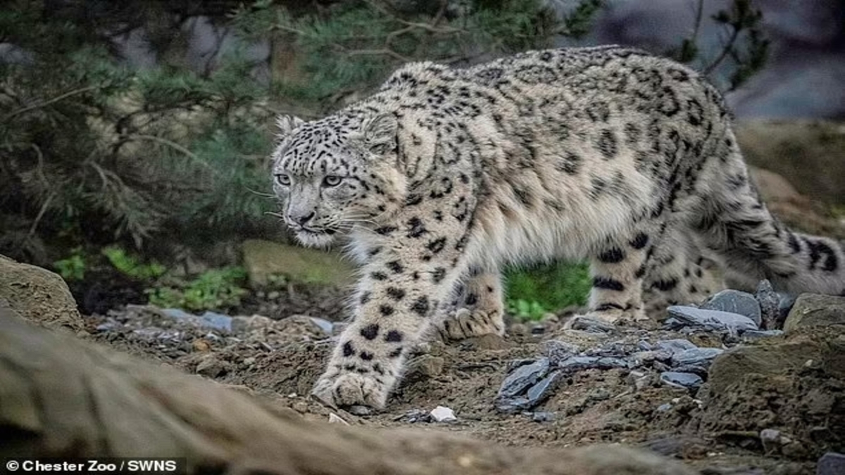 Regno Unito: due leopardi delle nevi arrivano dopo 93 anni allo zoo del Cheshire