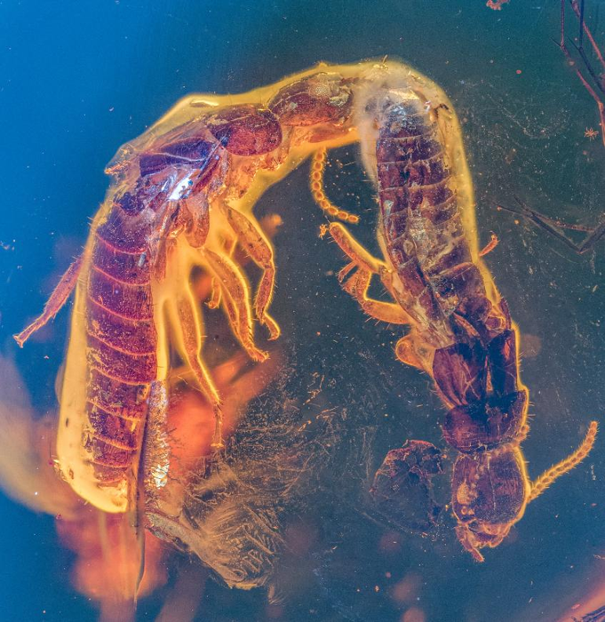 Due termiti estinte intrappolate nell'ambra che si impegnano in comportamenti di corteggiamento.