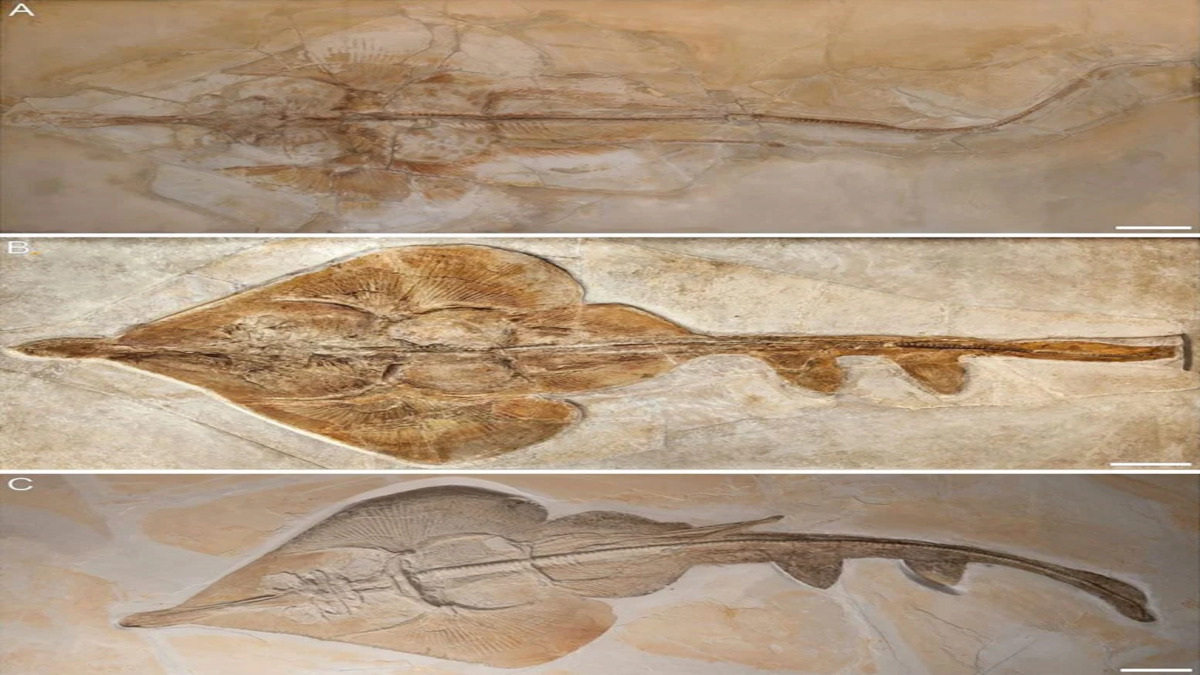 Esperti scoprono fossile di nuova specie di razza di 150 milioni di anni fa