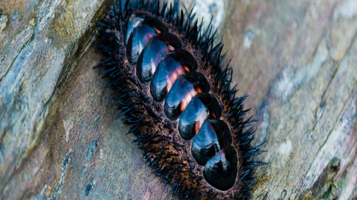 ChitonOnRockAcanthopleuraSpinosa-1-1.jpg