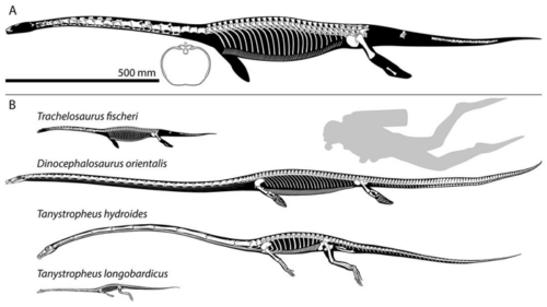 L'immagine in alto è una ricostruzione dello scheletro di Trachelosaurus fischeri, sotto Trachelosaurus fischeri è mostrato nuovamente con un confronto di dimensioni con un subacqueo e altri tre rettili tanisauriani.