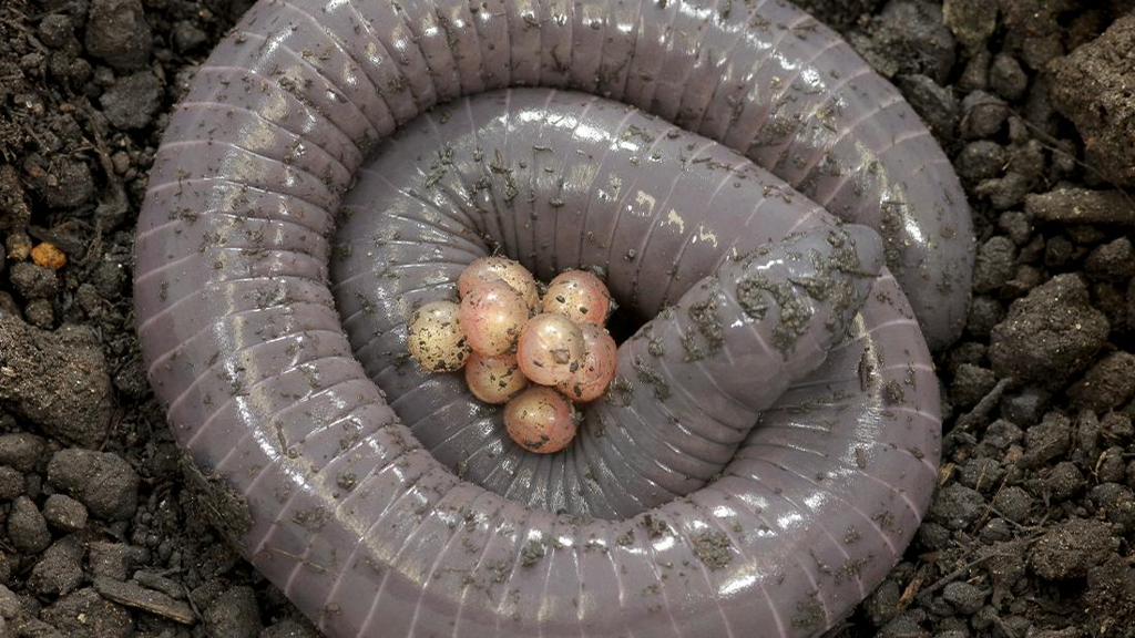 Siphonops annulatus con uova su uno sfondo di terra nera