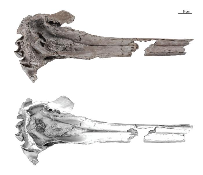 In cima all'immagine c'è una fotografia del cranio di Pebanista yacuruna, sotto c'è un modello 3D del cranio nella stessa vista.