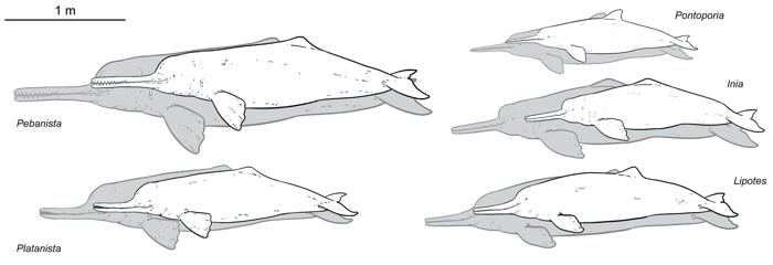 Confronto delle dimensioni di diversi delfini fluviali che mostrano cinque specie. Ognuno ha un contorno grigio per mostrare le dimensioni massime e un riempimento bianco per mostrare le dimensioni minime registrate o ricostruite di ciascuna specie.