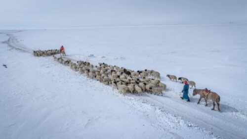 L’inverno estremo in Mongolia uccide 4,7 milioni di animali
