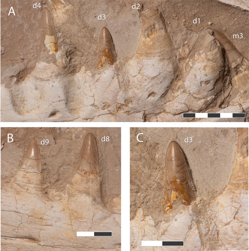 Three photographs of teeth from the specimen which are large and slightly pointed.