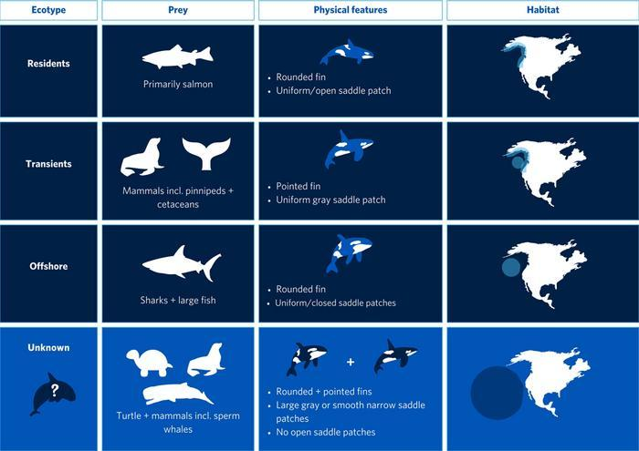 Un confronto tra gli stili di vita delle orche conosciute e la popolazione di recente descrizione.