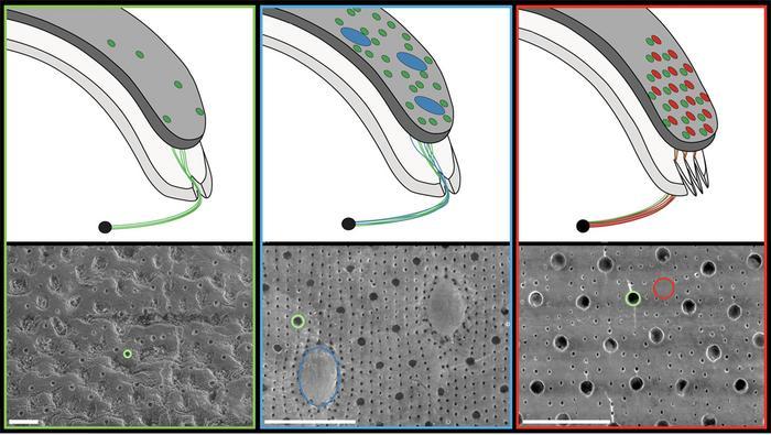 Chiton visual systems