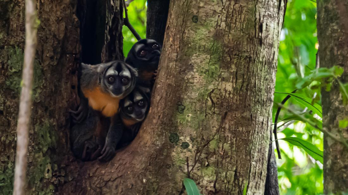 Tre scimmioni gufo nel tronco di un albero che guardano fuori 