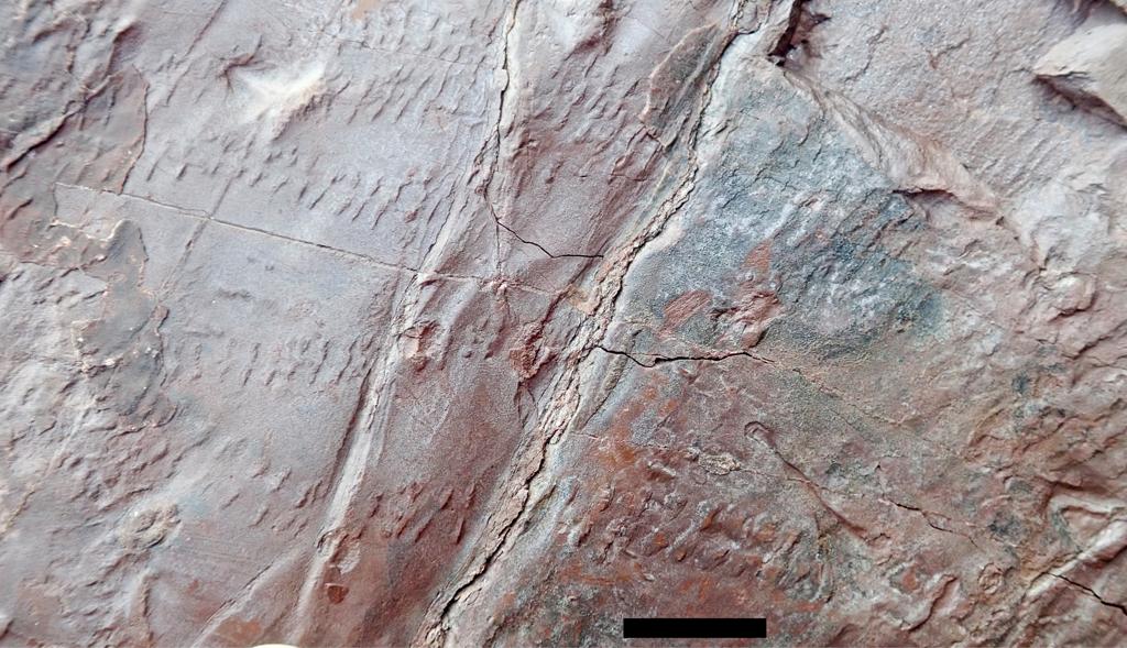 Piste di piccoli artropodi sul pavimento della foresta più antica