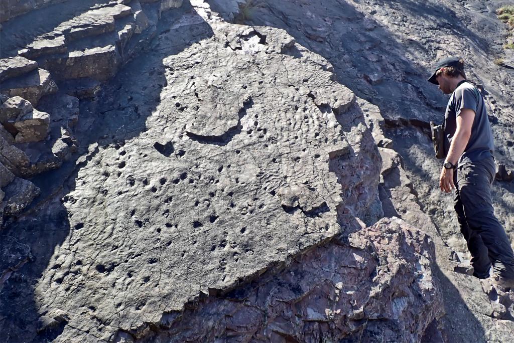 Molti piccoli ceppi di alberi nella foresta più antica del mondo.