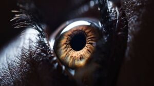 Qualcosa nei tuoi occhi può rivelare se sei a rischio di morte prematura