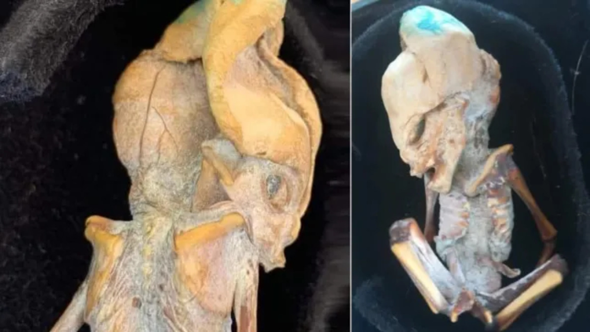 Risolto il mistero del feto ‘alieno’ mummificato trovato in Colombia