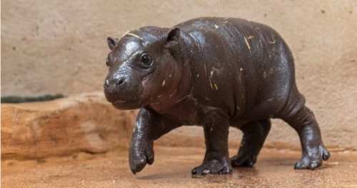 La nascita di un cucciolo di ippopotamo pigmeo non fa perdere le speranze