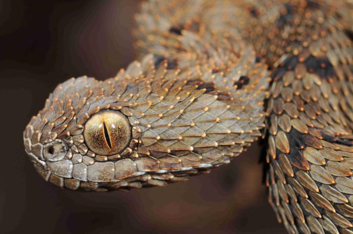 la testa di un serpente vipera del bush trovato sul Monte Mabu, Africa.