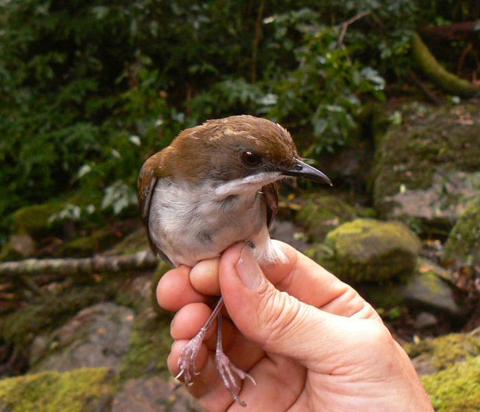 Una specie endemica di uccello che vive nell'arcipelago montano del Sud-Est dell'Africa