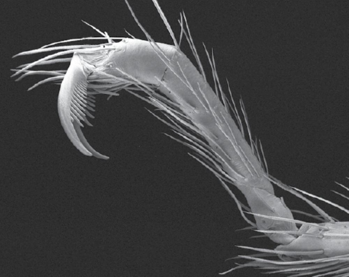 Il tarso raptoriale ad uncino di un ragno delle caverne femmina.