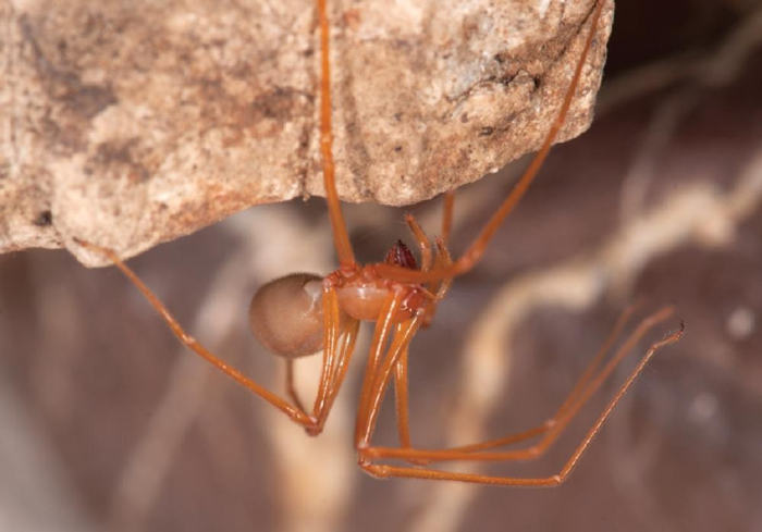 Un ragno delle caverne trogloraptor femmina in cattività.
