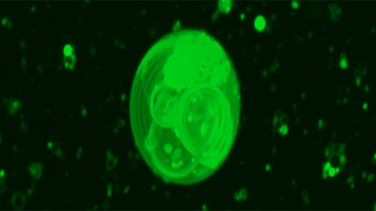 Scienziati rivelano come si sono formate le prime cellule sulla Terra