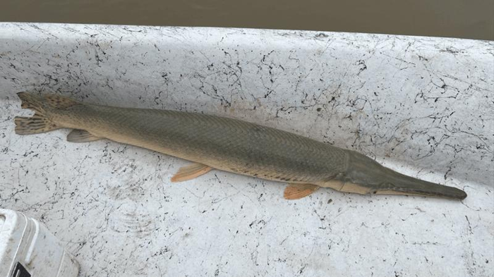 alligator-gar-longnose-gar-hybrid-m-1.png