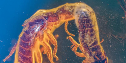 Eccezionale scoperta: coppia di termiti preistoriche immortalate nell’ambra
