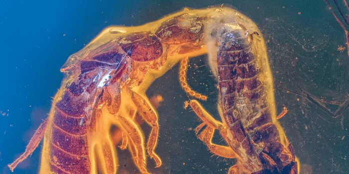 Una coppia di termiti estinte che si impegnano in comportamenti di corteggiamento intrappolati nell'ambra preistorica.
