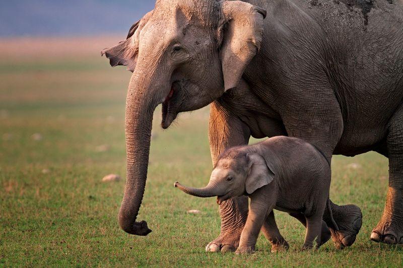 asian-elephant-mother-and-calf-m-1.jpg