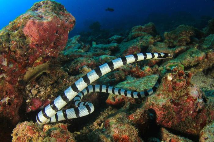 Un adulto serpente marino a strisce che nuota in una barriera corallina.