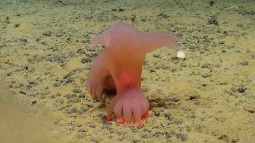 Nuove creature ‘aliene’ scoperte nelle profondità dell’Oceano Pacifico