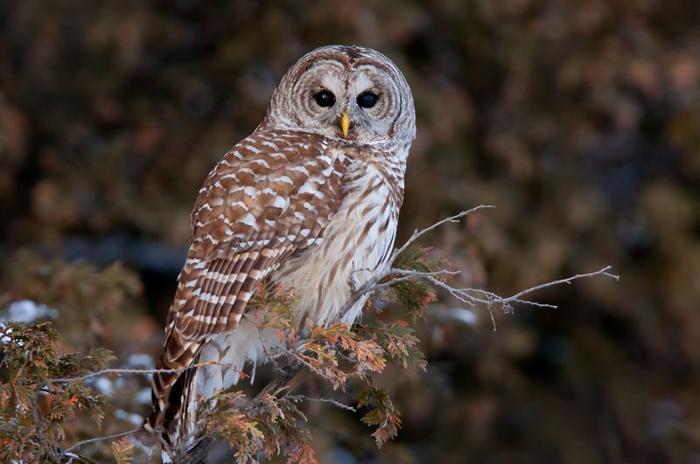 Barred owl (Strix varia) posato su un ramo in inverno in Canada.
