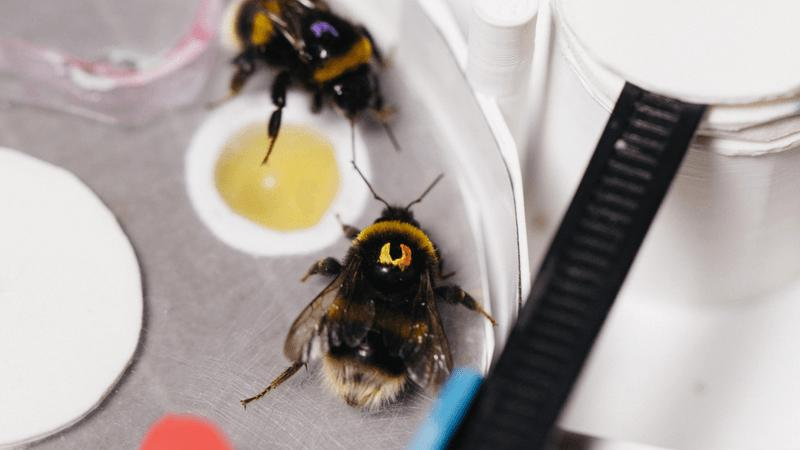 api insegnano l'un l'altro come completare un puzzle