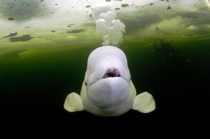 Beluga whale swimming in green water