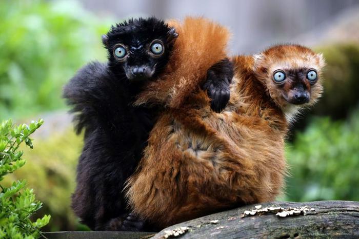 due lemuri dagli occhi blu su un ramo che fissano la fotocamera; il maschio ha il pelo completamente nero mentre la femmina ha il pelo color ruggine; stanno coccolando.
