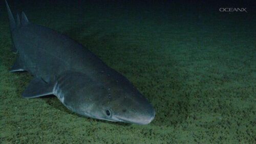 Lo straordinario avvistamento dello squalo di rovo: un evento eccezionale nelle profondità marine