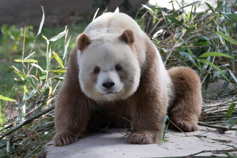 Il mistero del panda gigante dal pelo marrone svelato dalla genetica