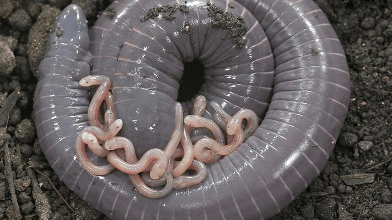 La madre Caecilian è una grande creatura grigia simile a un verme con anelli intorno al suo corpo. Piccoli pulcini rosa e ondulati sono sopra di lei.
