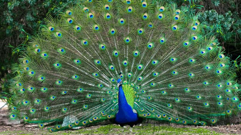 un pavone con le piume spiegate