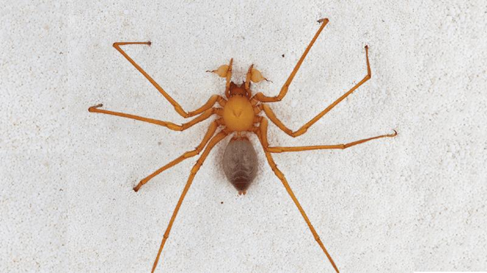 cave-spiders-m-1.png