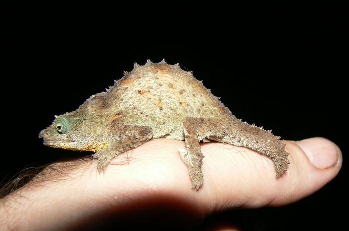 Una specie endemica di camaleonte nano recentemente avvistata nell'arcipelago montano del Sud-Est dell'Africa (SEAMA)