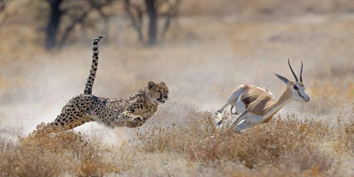ghepardo insegue uno springbok