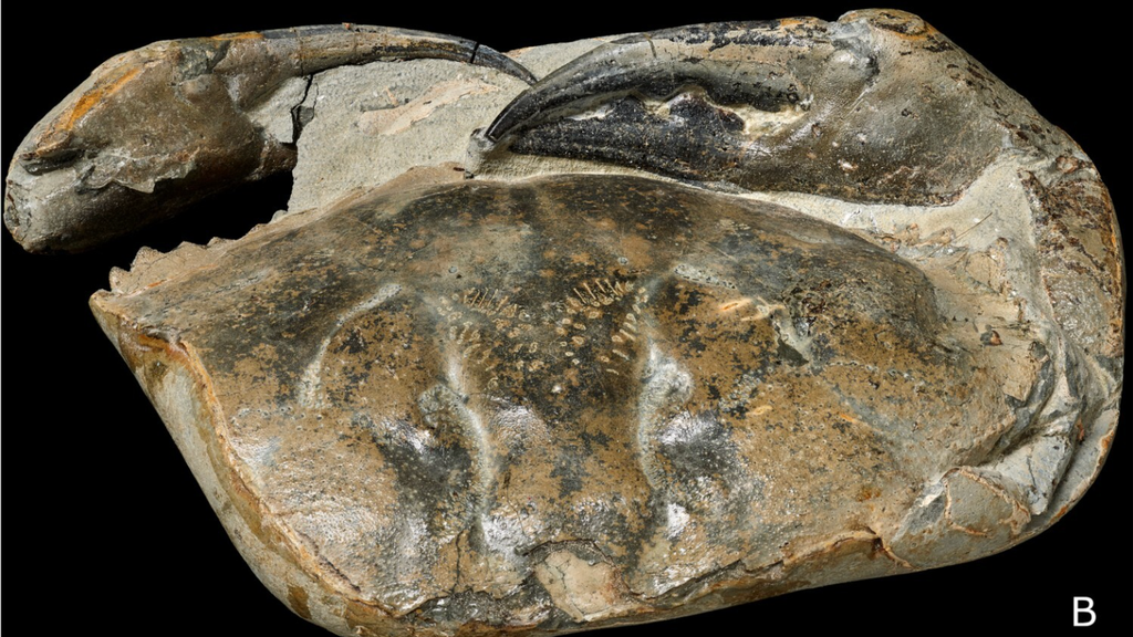 Scoperta la più grande chela di granchio fossilizzata del mondo. Ha 8 milioni di anni